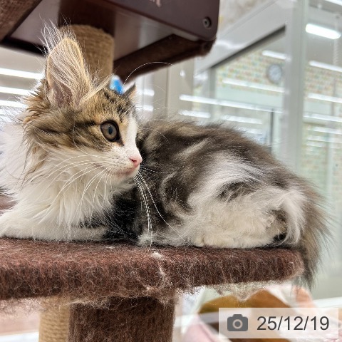 大阪府のノルウェージャンフォレストキャット (ペットプラス 松原店/2025年9月5日生まれ/女の子/ブラウンタビーホワイト)の子猫の4枚目の画像
