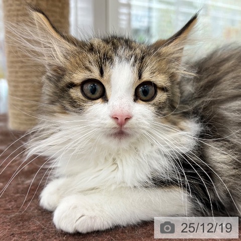 大阪府のノルウェージャンフォレストキャット (ペットプラス 松原店/2025年9月5日生まれ/女の子/ブラウンタビーホワイト)の子猫の3枚目の画像