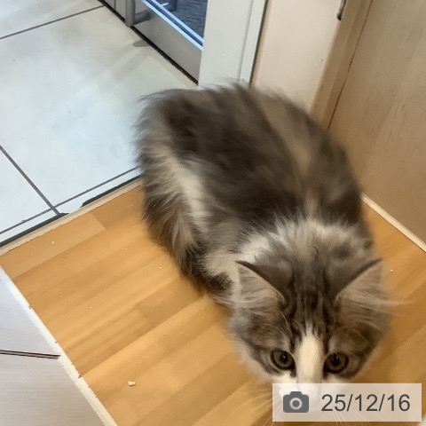 奈良県のノルウェージャンフォレストキャット (ペットプラス 大和郡山店/2025年9月5日生まれ/女の子/ブルーパッチドタビーホワイト)の子猫の4枚目の画像