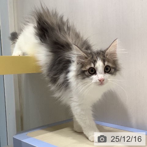 奈良県のノルウェージャンフォレストキャット (ペットプラス 大和郡山店/2025年9月5日生まれ/女の子/ブルーパッチドタビーホワイト)の子猫の3枚目の画像