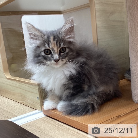 熊本県のノルウェージャンフォレストキャット (ペットプラス 熊本店/2025年9月13日生まれ/女の子/ブルーパッチドタビーホワイト)の子猫の4枚目の画像