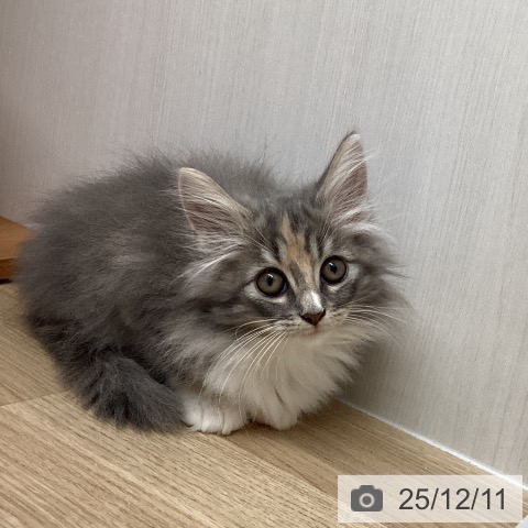 熊本県のノルウェージャンフォレストキャット (ペットプラス 熊本店/2025年9月13日生まれ/女の子/ブルーパッチドタビーホワイト)の子猫の3枚目の画像