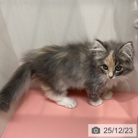 長崎県のノルウェージャンフォレストキャット (ペットプラス 長崎店/2025年9月13日生まれ/女の子/ダイリュートキャリコ)の子猫の4枚目の画像