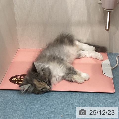 長崎県のノルウェージャンフォレストキャット (ペットプラス 長崎店/2025年9月13日生まれ/女の子/ダイリュートキャリコ)の子猫の3枚目の画像