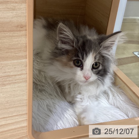 ノルウェージャンフォレストキャットの写真