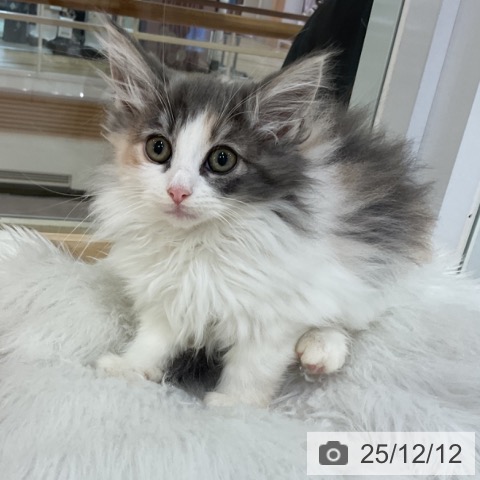 福岡県のノルウェージャンフォレストキャット (ペットプラス 小倉南店/2025年9月13日生まれ/女の子/ダイリュートキャリコ)の子猫の4枚目の画像