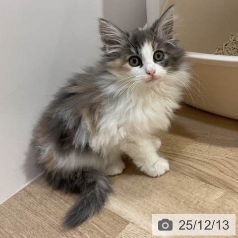 福岡県のノルウェージャンフォレストキャット (ペットプラス 小倉南店/2025年9月13日生まれ/女の子/ダイリュートキャリコ)の子猫の3枚目の画像