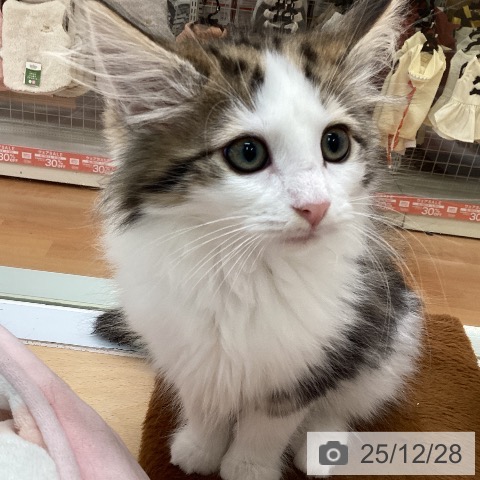 ノルウェージャンフォレストキャットの写真