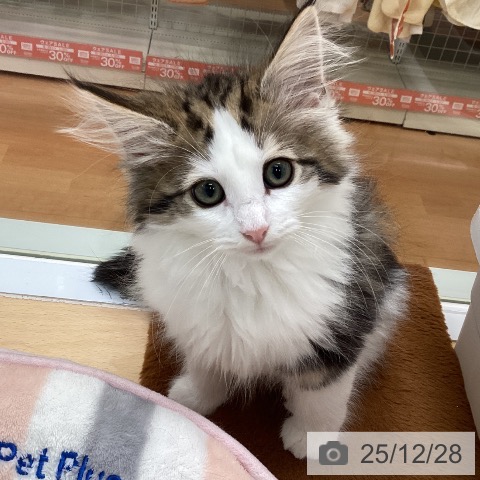 ノルウェージャンフォレストキャットの写真