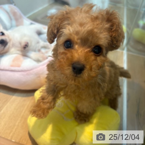 トイ・プードルの写真