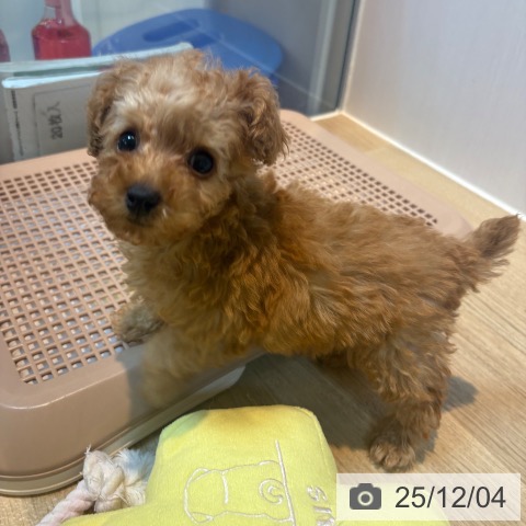 トイ・プードルの写真