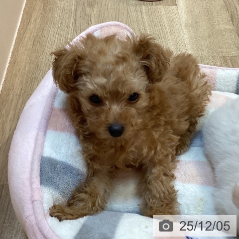 京都府のトイプードル(トイ) (ペットプラス イオンモールKYOTO店/2025年10月3日生まれ/女の子/アプリコット)の子犬の4枚目の画像