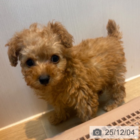 トイ・プードルの写真