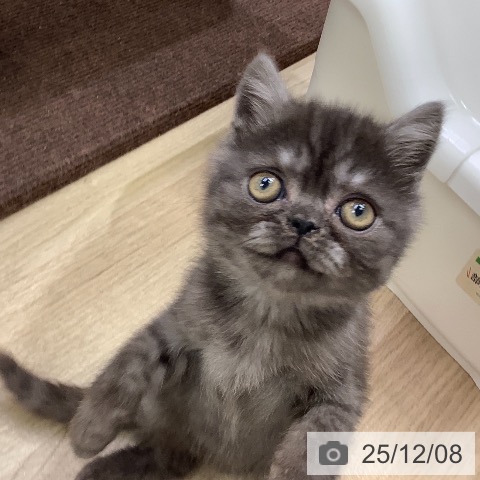 エキゾチック・ショートヘアの写真