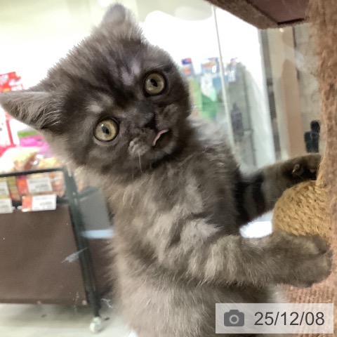 エキゾチック・ショートヘアの写真