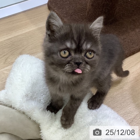 エキゾチック・ショートヘアの写真