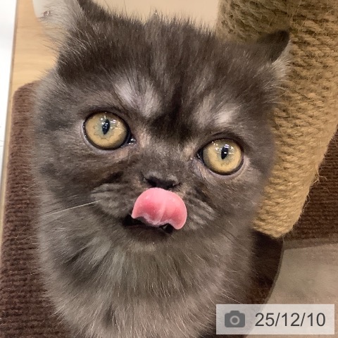 エキゾチック・ショートヘアの写真