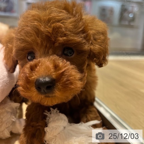 トイ・プードルの写真