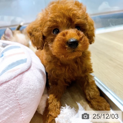 トイ・プードルの写真