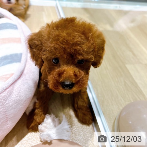 トイ・プードルの写真