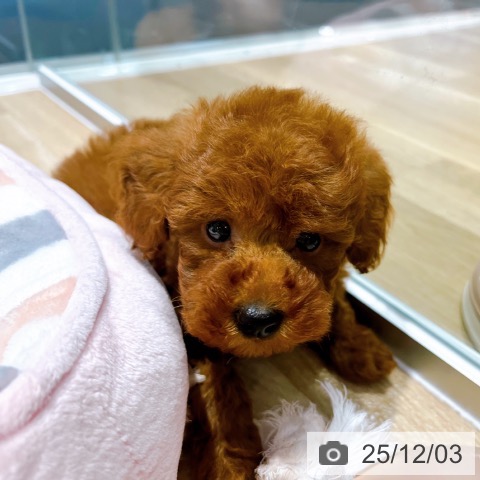 トイ・プードルの写真