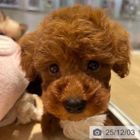 トイ・プードルの写真