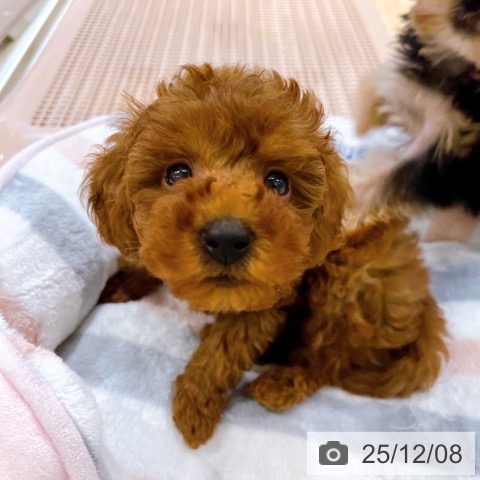 トイ・プードルの写真