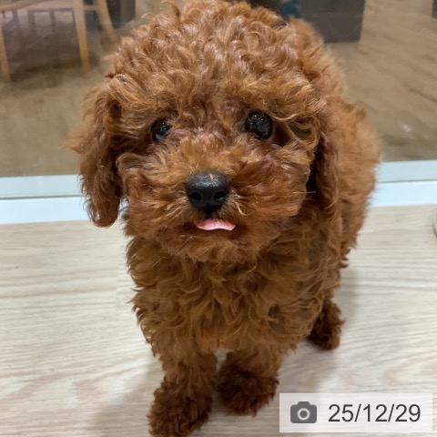 大阪府のトイプードル(トイ) (ペットプラス 堺鉄砲町店/2025年10月2日生まれ/女の子/レッド)の子犬の4枚目の画像