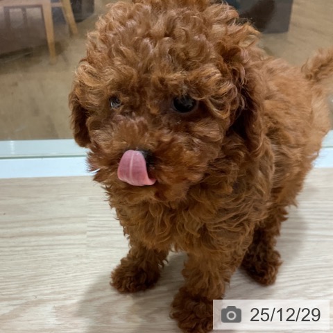 大阪府のトイプードル(トイ) (ペットプラス 堺鉄砲町店/2025年10月2日生まれ/女の子/レッド)の子犬の3枚目の画像