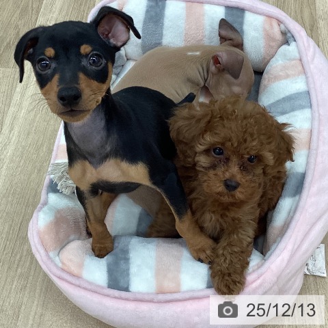 新潟県のトイプードル(トイ) (ペットプラス 新潟南店/2025年10月2日生まれ/女の子/レッド)の子犬の4枚目の画像