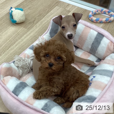 新潟県のトイプードル(トイ) (ペットプラス 新潟南店/2025年10月2日生まれ/女の子/レッド)の子犬の3枚目の画像