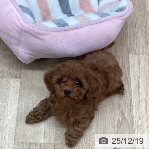 新潟県のトイプードル(トイ) (ペットプラス 新潟南店/2025年10月2日生まれ/女の子/レッド)の子犬の3枚目の画像