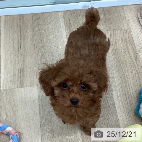 新潟県のトイプードル(トイ) (ペットプラス 新潟南店/2025年10月2日生まれ/女の子/レッド)の子犬の4枚目の画像