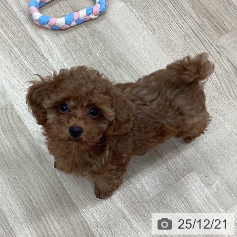 新潟県のトイプードル(トイ) (ペットプラス 新潟南店/2025年10月2日生まれ/女の子/レッド)の子犬の3枚目の画像