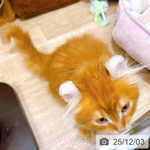 アメリカンカールの写真