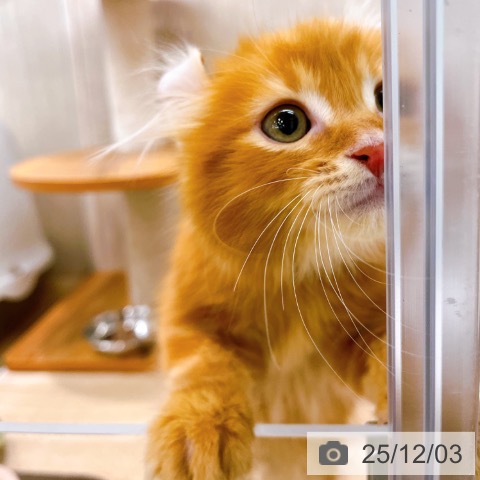 アメリカンカールの写真