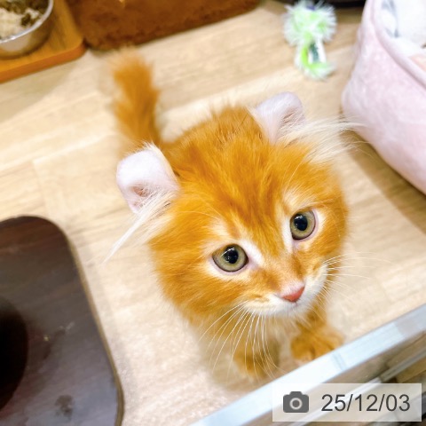 アメリカンカールの写真