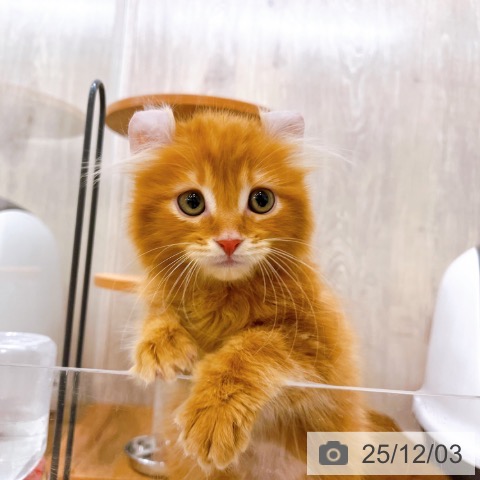 アメリカンカールの写真