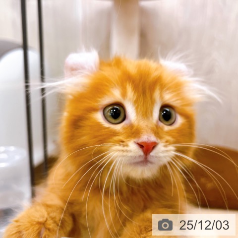 アメリカンカールの写真