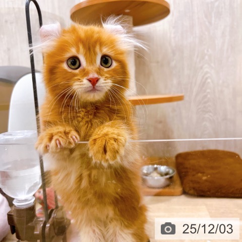 アメリカンカールの写真