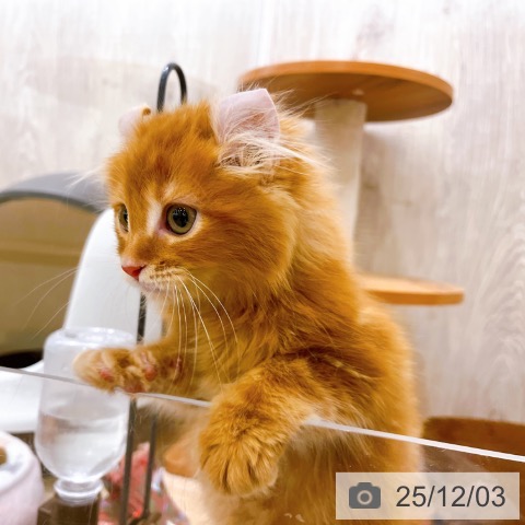 アメリカンカールの写真