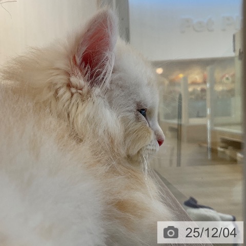 福岡県のラガマフィン (ペットプラス ららぽーと福岡店/2025年9月17日生まれ/男の子/クリームタビーホワイト)の子猫の4枚目の画像