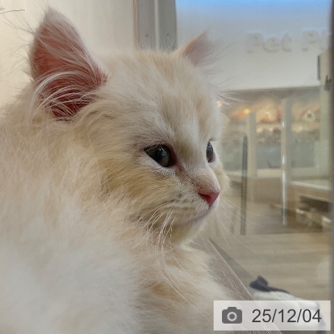 福岡県のラガマフィン (ペットプラス ららぽーと福岡店/2025年9月17日生まれ/男の子/クリームタビーホワイト)の子猫の3枚目の画像