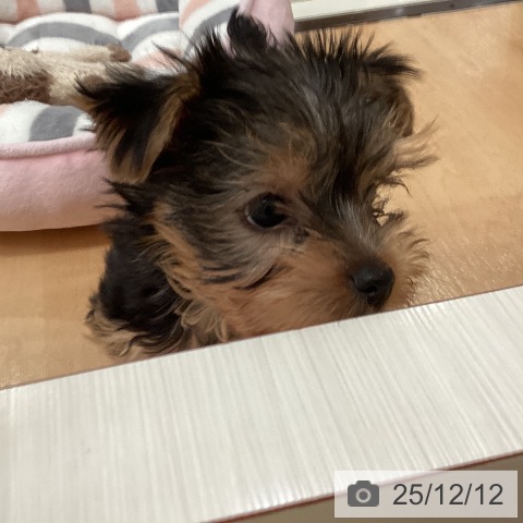 ヨークシャー・テリアの写真