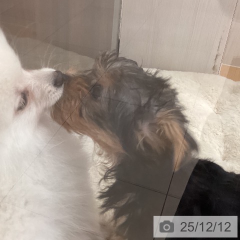 ヨークシャー・テリアの写真