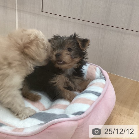 ヨークシャー・テリアの写真