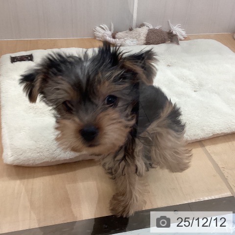 ヨークシャー・テリアの写真