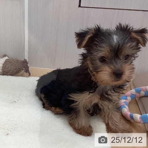 ヨークシャー・テリアの写真