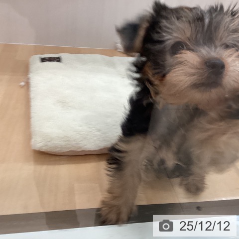 ヨークシャー・テリアの写真