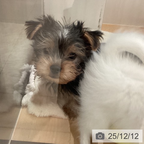 ヨークシャー・テリアの写真